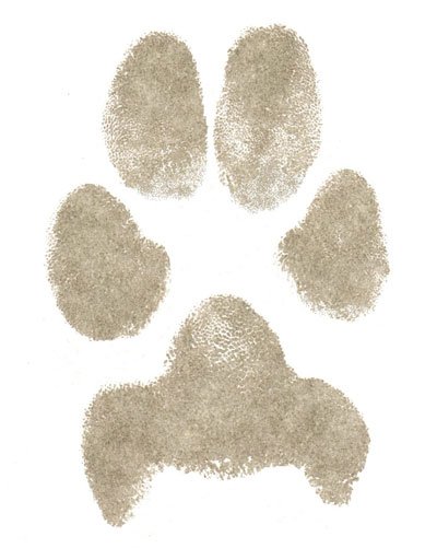 Paper Paw Prints, Clay Paw Impressions