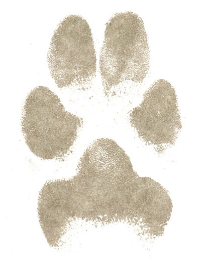Paper Paw Prints, Clay Paw Impressions